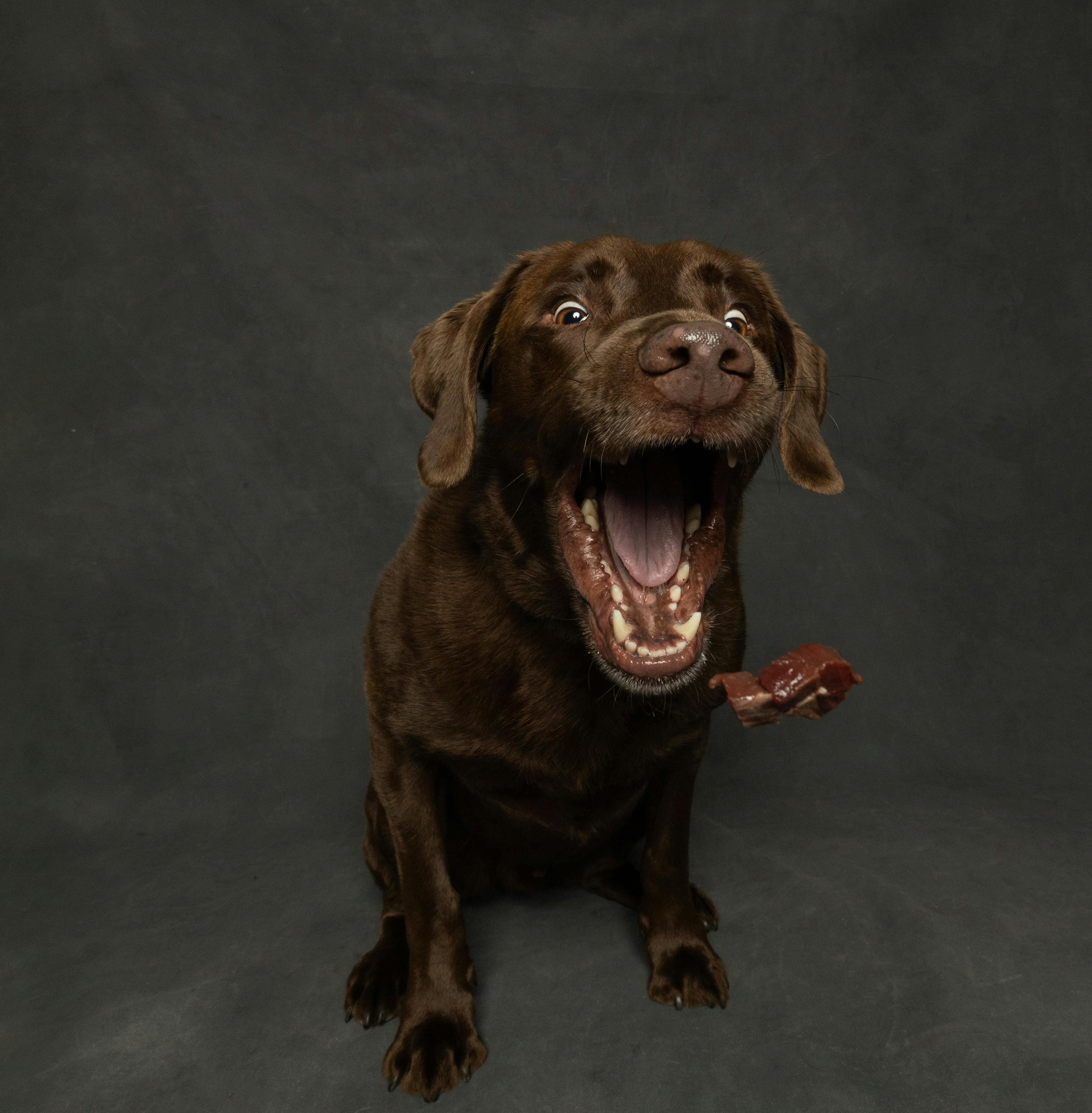 OpenBarf placeholder hero